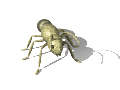 Gebruikersavatar